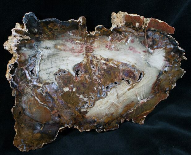 Beautiful Hubbard Petrified Wood Slab - x #7625